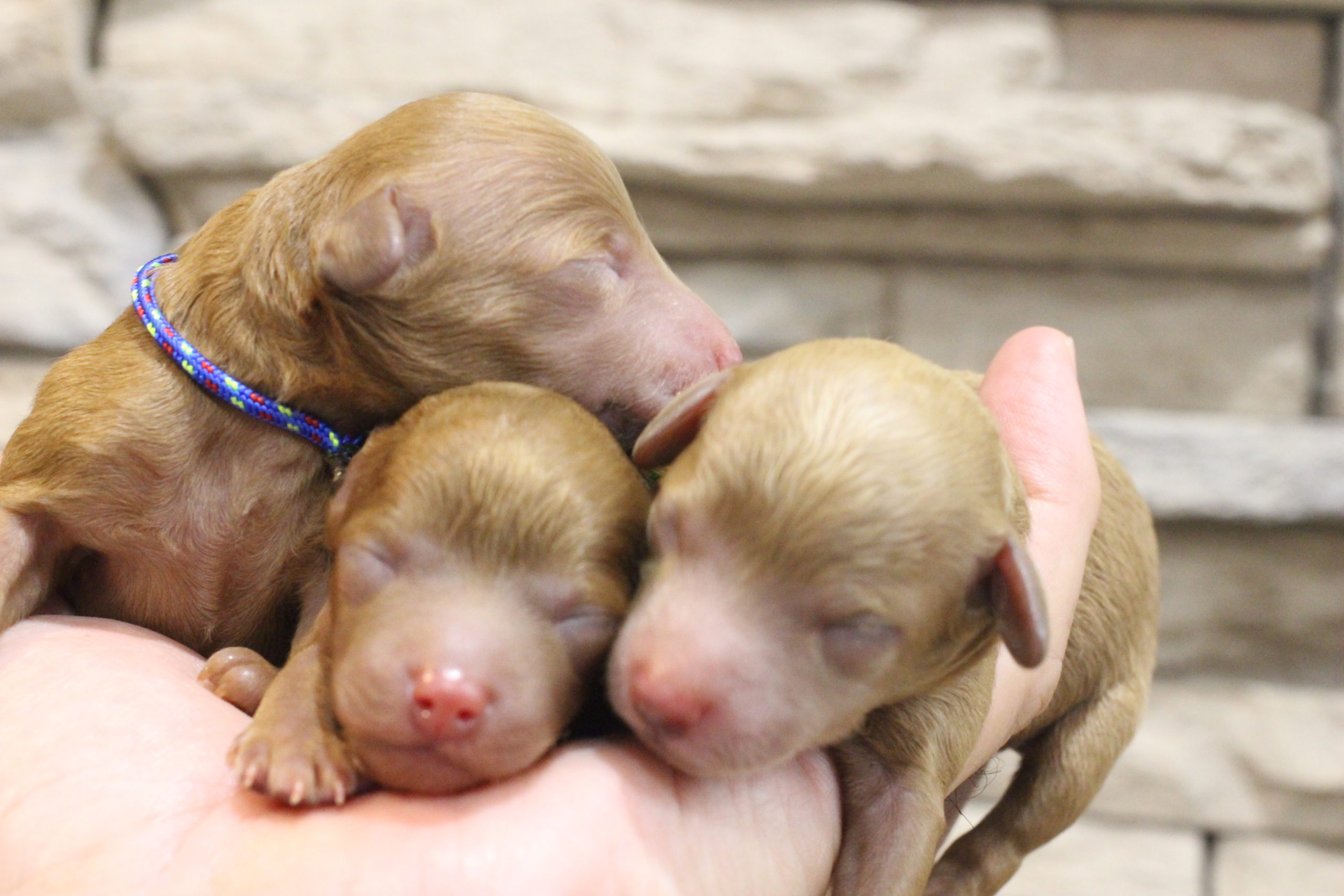 可愛いですよ～